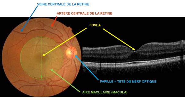 Rétinophotographie normale du pôle postérieur et OCT Normale de la macula