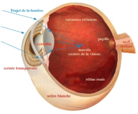 schéma œil